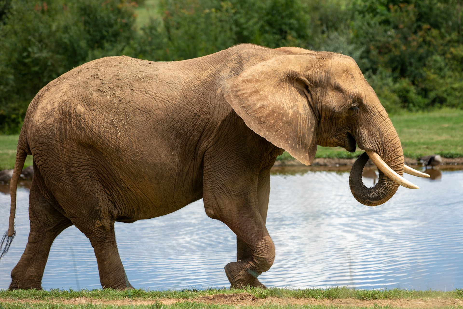 a large elephant standing next to a body of water